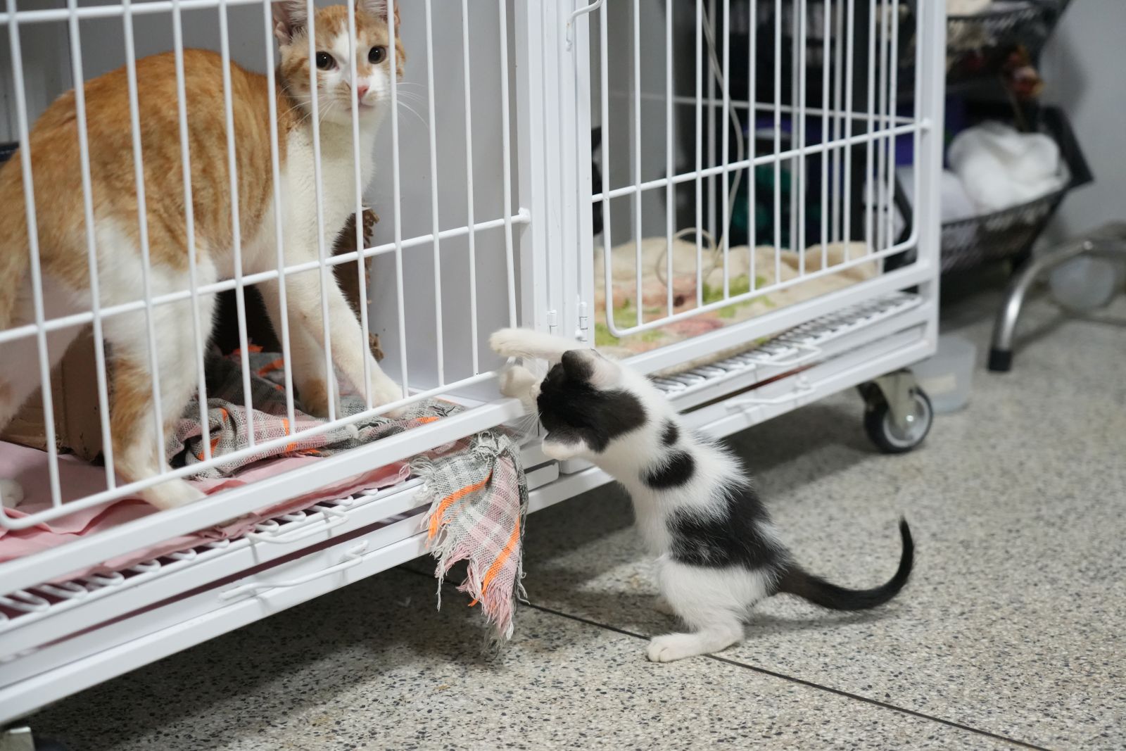 Maus-tratos incluem diversas situações, como a falta de água e alimentação adequada e agressões físicas
